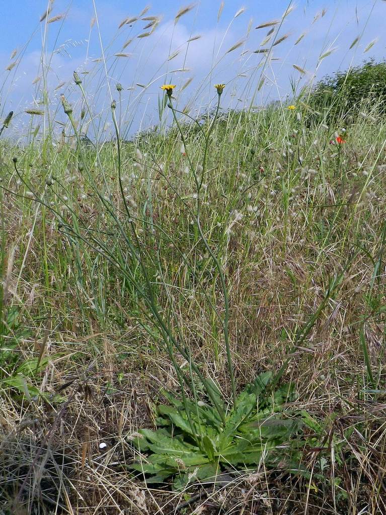 Hypochaeris radicata / Costolina giuncolina